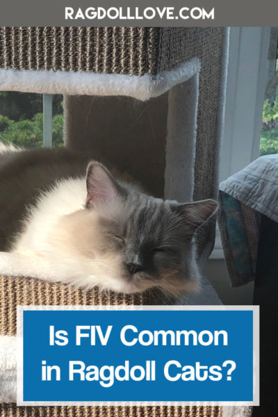 BLUE MITTED RAGDOLL KITTEN IN CAT CONDO LOOKING SLEEPY 