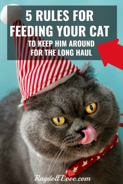 Gray cat with yellow eyes wearing a red and white party hat and licking his lips