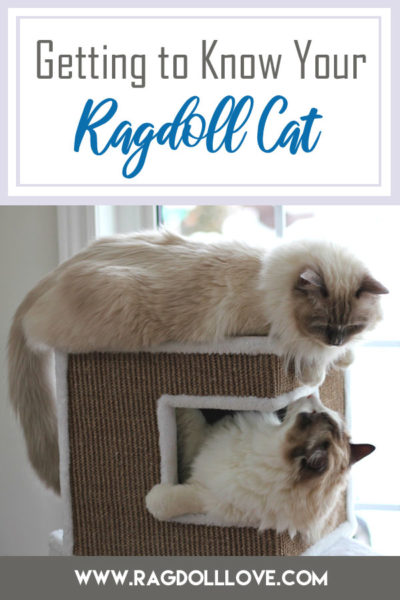 2 Ragdoll cats on a climber