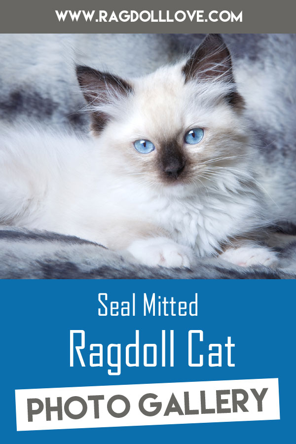 seal point ragdoll cat
