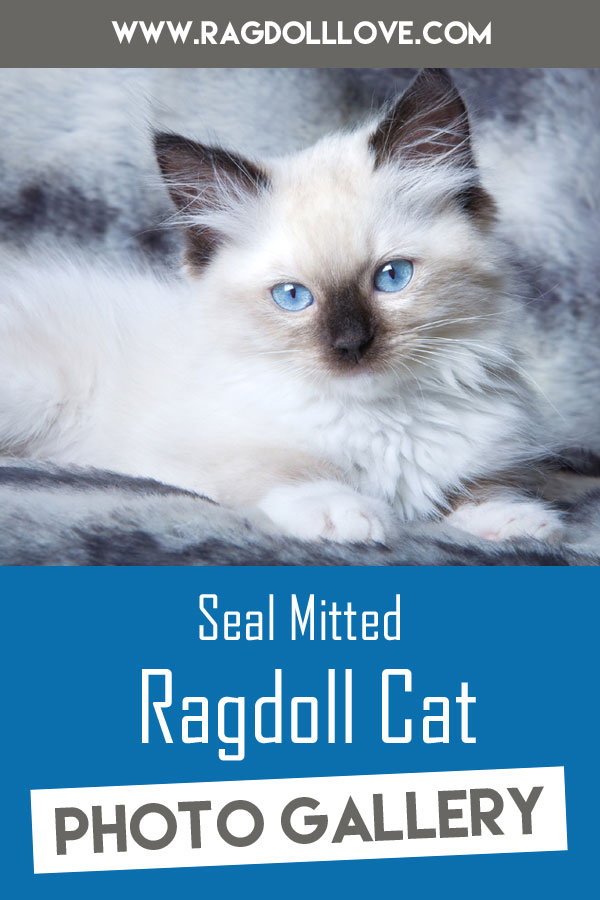 Seal point mitted store ragdoll