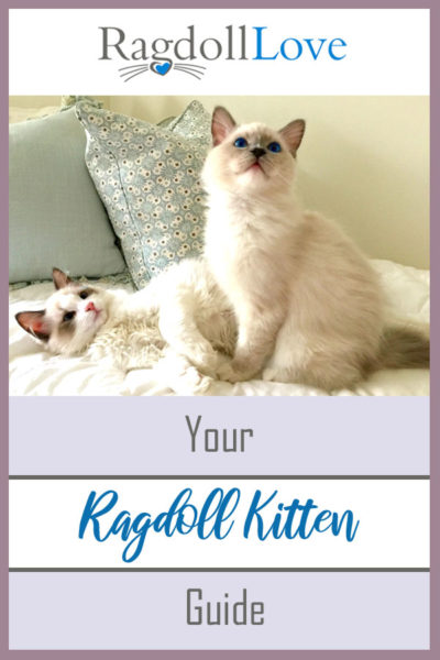 Ragdoll Cat Insurance and Health Advice