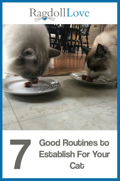 2 Ragdoll cats eating from plates on the floor