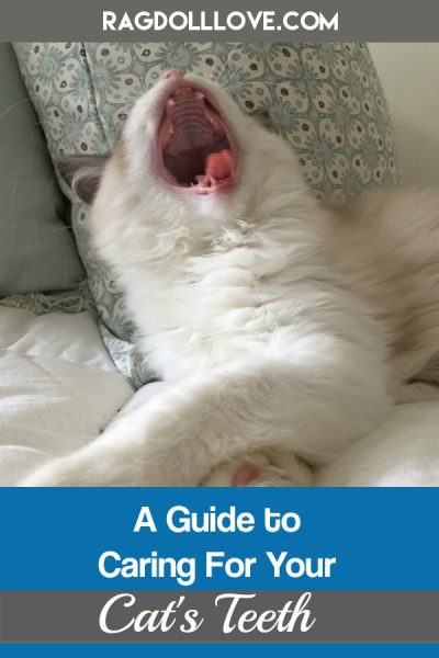 Ragdoll kitten yawning and showing his teeth and tongue