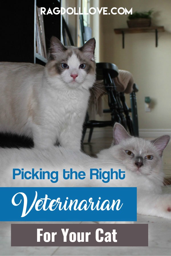 Learn About The Ragdoll Cat Breed From A Trusted Veterinarian