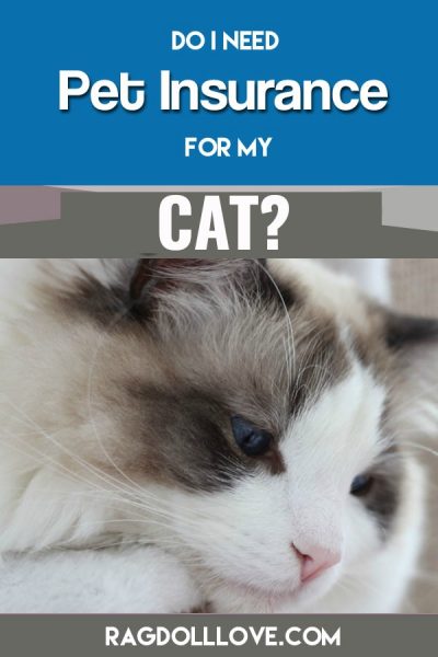 Pet Insurance For My Ragdoll Cat - Is It Worth Having?