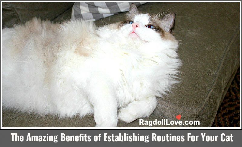 Seal Bicolour Ragdoll Cat looking contented