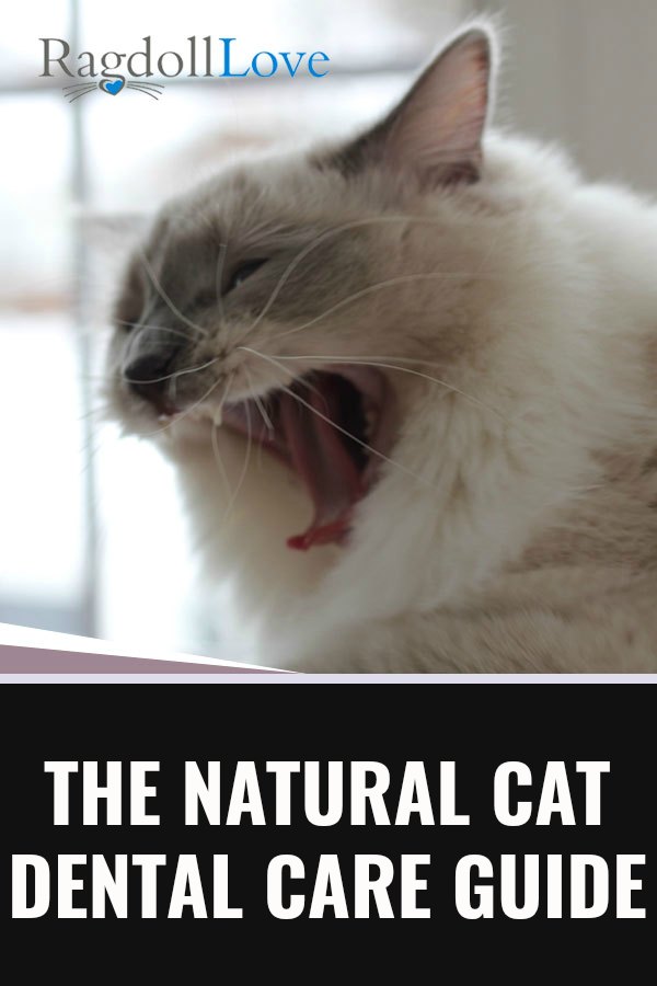 Ragdoll cat yawning and showing his teeth