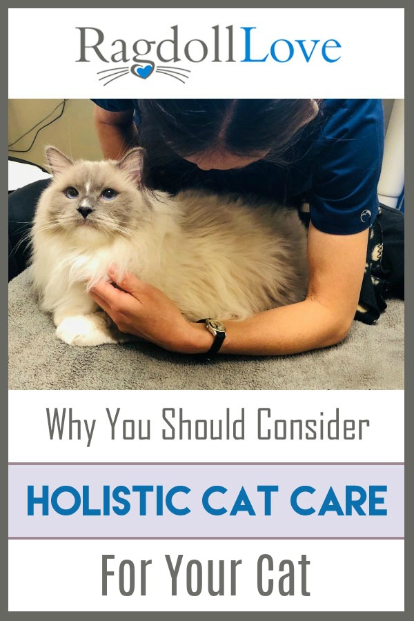 Holistic Cat Care: Nurturing Wellness for Feline Companions