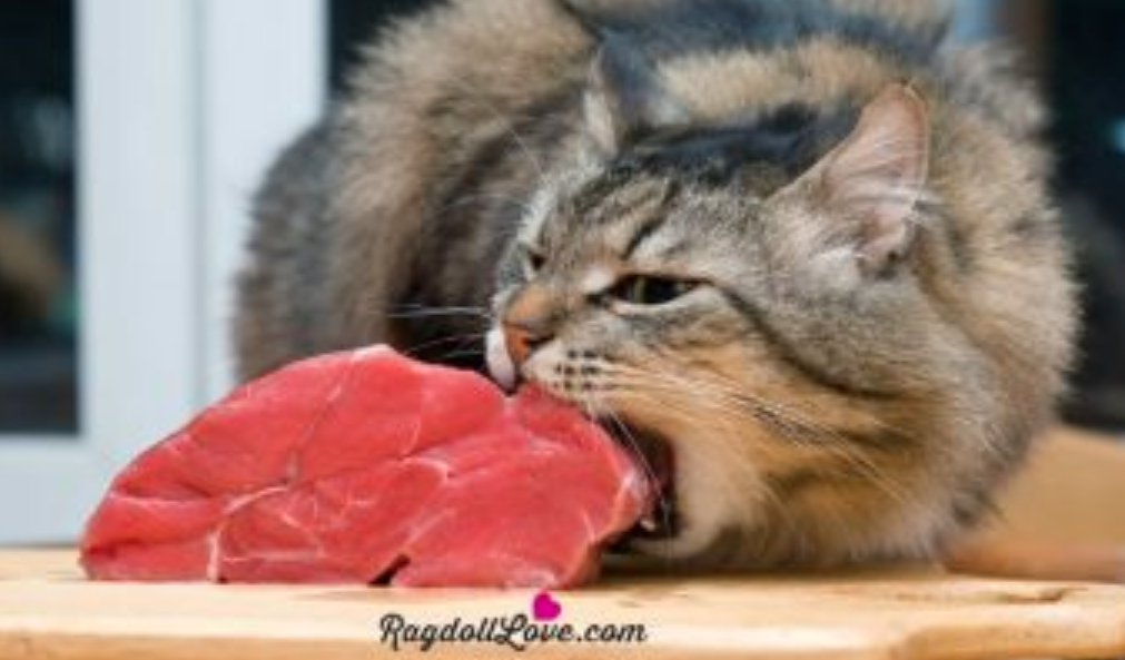 feeding cats raw beef