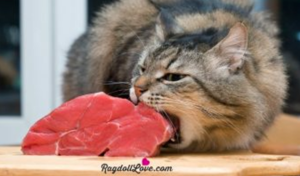 raw diet for cats