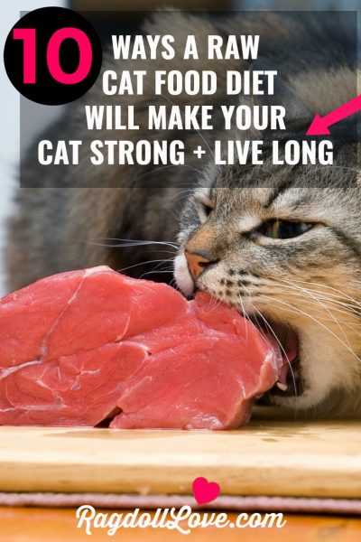 Tabby cat eating a piece of raw meat