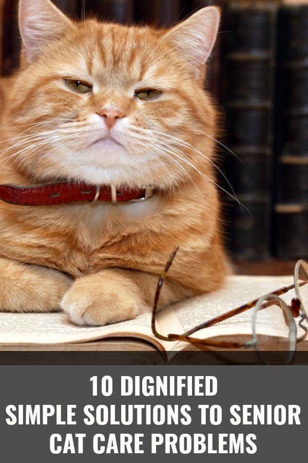 orange cat with a book and glasses looking sad