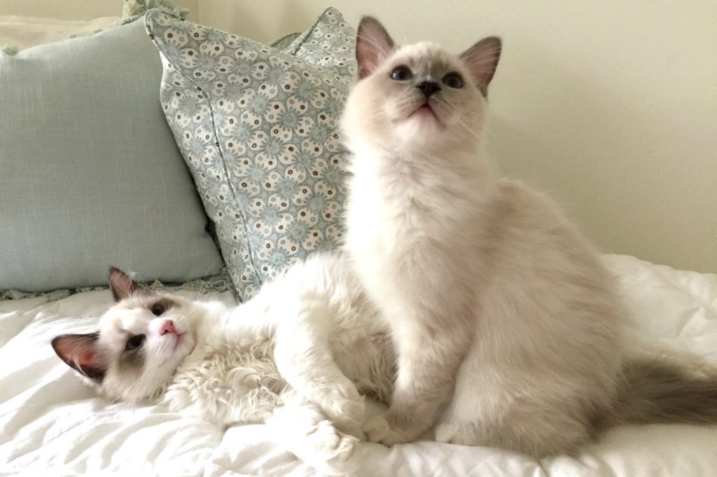 2 Kittens Lying on a Bed