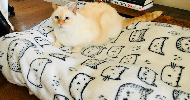 Creamy ginger cat on his bed on the floor 