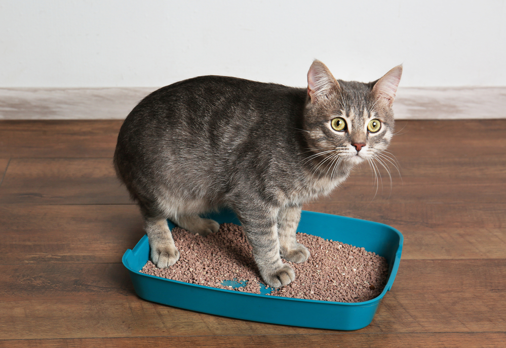 Cat in litter box too small