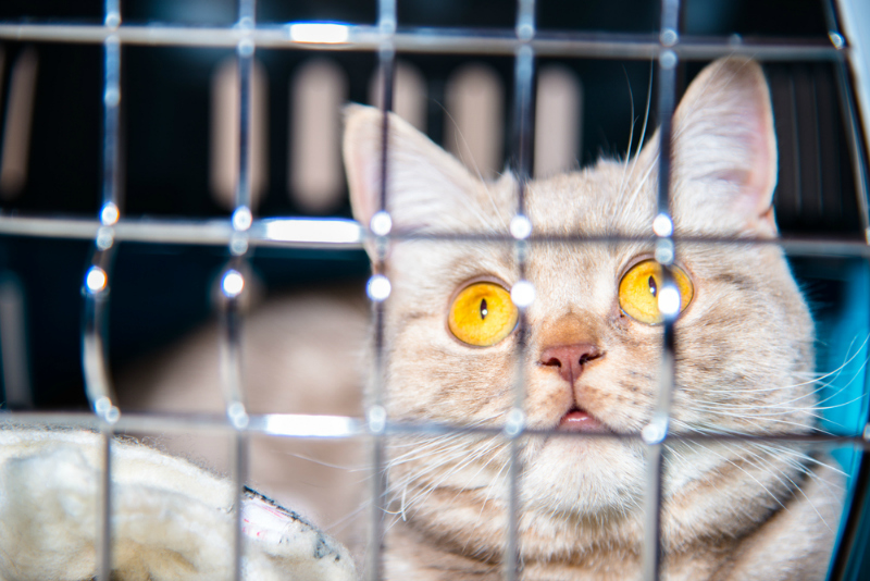 Cat with Gold Eyes in Cage 