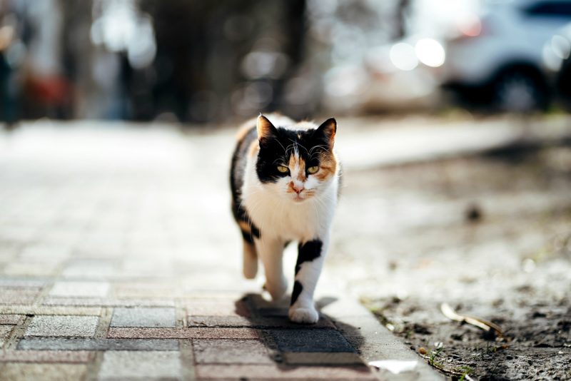 Black white and orange homeless cat strolling on sidewalk