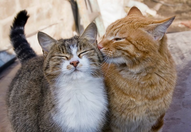 Happy Cats - Cat kissing another cat 