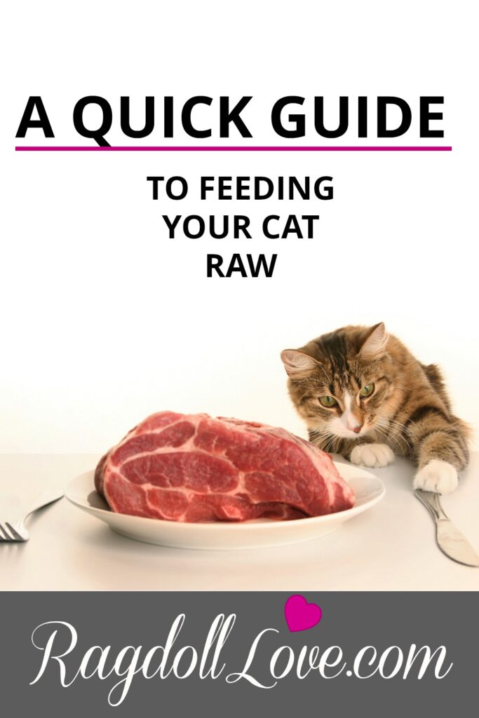 How to feed your 2025 cat a raw diet