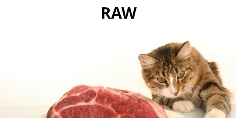 Cat With Knife and Fork and Raw Meat