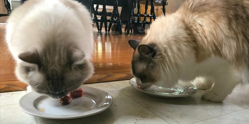 2 Ragdoll Cats Eating Raw Food