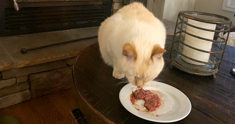 Cat eating raw meat meal