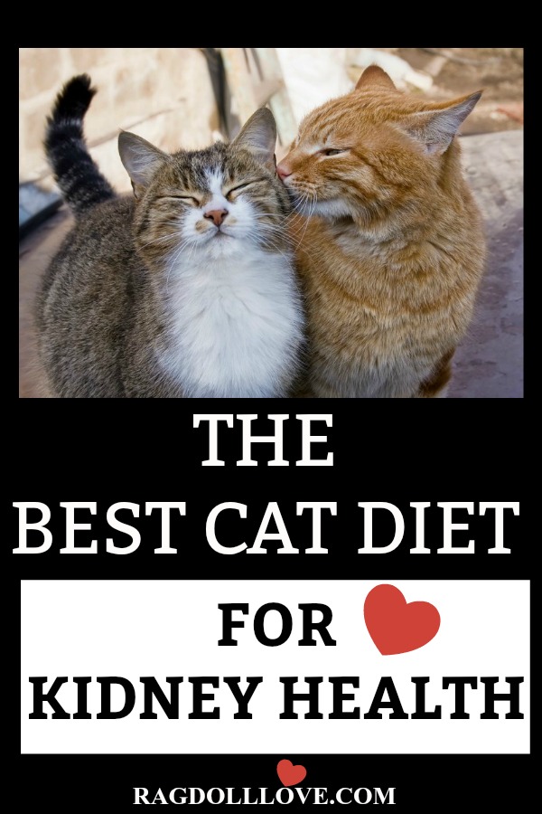 THE BEST CAT DIET FOR KIDNEY HEALTH 