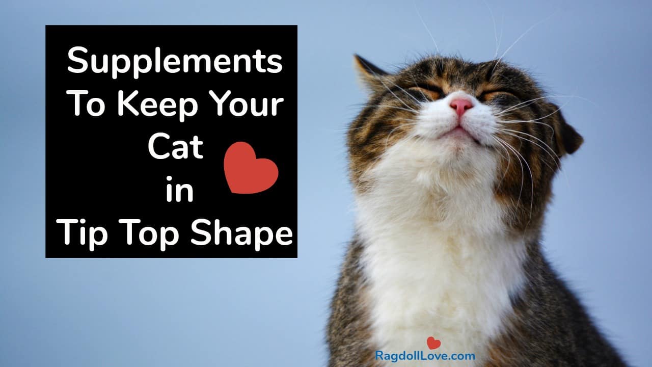 Supplements For Cats — Taking Your Cat's Health to the Next Level