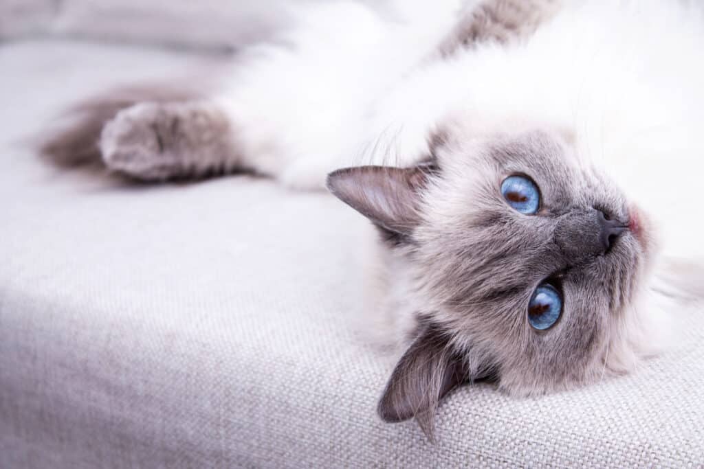 what does a ragdoll cat cost