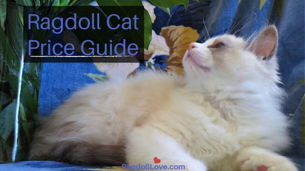 Ragdoll Cat Price Guide What You Should Know About Buying A Ragdoll