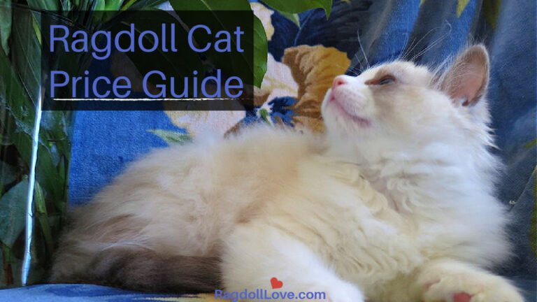 Ragdoll Cat Price Guide |What You Should Know About Buying a Ragdoll