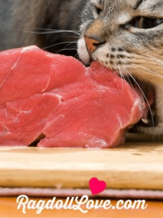 Ways a Raw Cat Food Diet Will Make Your Cat Strong and Live Long Story